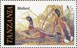 Mallard (Anas platyrhynchos)