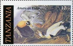 Common Eider (Somateria mollissima)