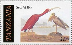 Scarlet Ibis (Eudocimus ruber)