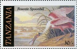 Roseate Spoonbill (Platalea ajaja)