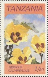 Hibiscus calyphyllus