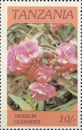 Nersium oleander