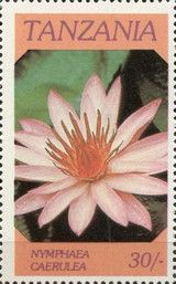 Nymphaea caerulea
