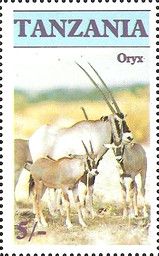Gemsbok (Oryx gazella)