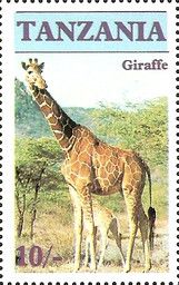 Giraffe (Giraffa camelopardalis)