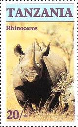Black Rhinoceros (Diceros bicornis)
