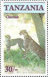 Cheetah (Acinonyx jubatus)