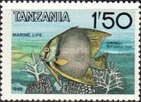 Butterflyfish (Chelmon sp.)