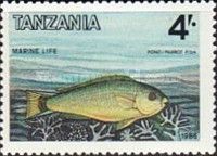 Parrotfish (Scarus sp.)