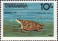 Kasa / Sea Turtle