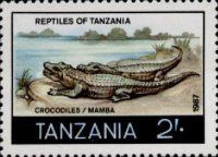 Nile Crocodile (Crocodylus niloticus)