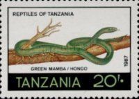 Green Mamba (Dendroaspis sp.)