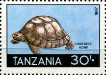 Tortoise