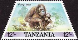 Orangutan (Pongo sp.)