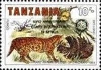 African Civet Overprinted