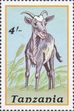 Domestic Goat (Capra aegagrus hircus)