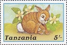 Domestic Rabbit (Oryctolagus cuniculus forma domestica)
