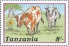 Cattle (Bos primigenius taurus)