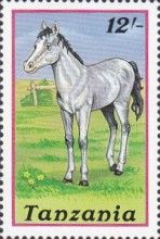 Horse (Equus ferus caballus)