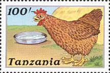 Chicken