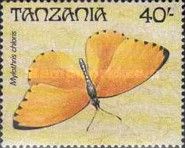 Western Dotted Border (Mylothris chloris)
