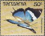Large Blue Emperor (Charaxes bohemani)