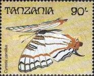 African Map Butterfly (Cyrestis camillus)