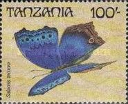 Blue Mother-of-pearl (Salamis temora)