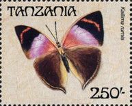 African Leaf Butterfly (Kallima rumia)