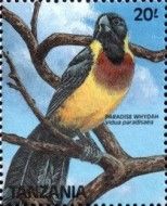 Long-tailed Paradise-whydah (Vidua paradisaea)