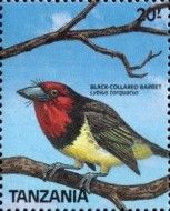 Black-collared Barbet (Lybius torquatus)