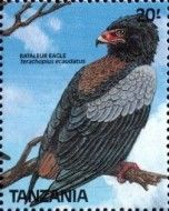 Bateleur (Terathopius ecaudatus)