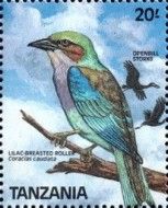 Lilac-breasted Roller (Coracias caudatus)