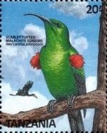 Scarlet-tufted Sunbird (Anthreptes fraseri)