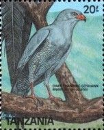Dark Chanting Goshawk (Melierax metabates)