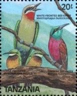 White-fronted Bee-eater (Merops bullockoides)