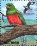 Narina Trogon (Apaloderma narina)