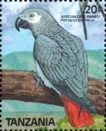 Grey Parrot (Psittacus erithacus)