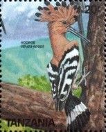 Eurasian Hoopoe (Upupa epops)