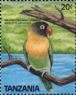 Yellow-collared Lovebird (Agapornis personata)