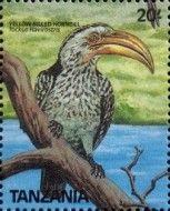 Yellow-billed Hornbill (Tockus flavirostris)