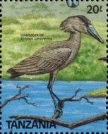 Hammerkop (Scopus umbretta)