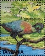 Purple-crested Turaco (Tauraco porphyreolophus)