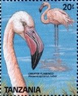 Greater Flamingo (Phoenicopterus roseus)