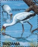 Yellow-billed Stork (Mycteria ibis)