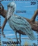 Shoebill (Balaeniceps rex)