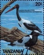 Saddle-billed Stork (Ephippiorhynchus senegalensis)