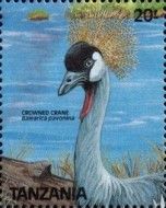 Grey crowned crane (Balearica regulorum)