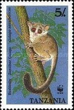 Zanzibar Galago (Galago zanzibaricus)