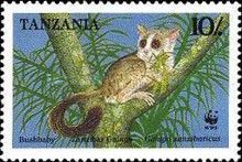 Zanzibar Galago (Galago zanzibaricus)